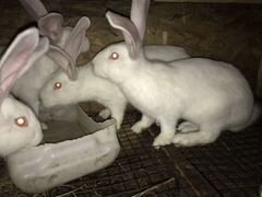 Кролики серебро и белый великан