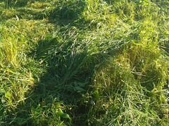 Свежескошеная трава