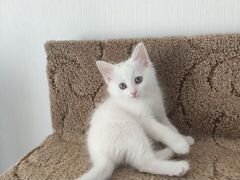 Котенок - плюшевая белая девочка - в добрые руки