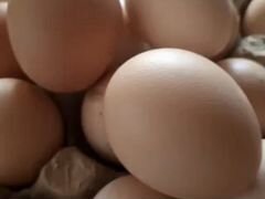 Продам инкубационное куриное яйцо