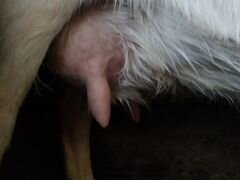 Коза дойная, 4 окота зоаннинской породы и козочка