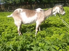 Заано-тоггенбуржская коза