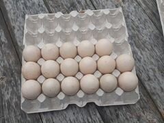 Яйцо инкубационное индоутки (мускасные)