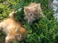 Солнечные котята