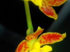 Орхидея Haweara