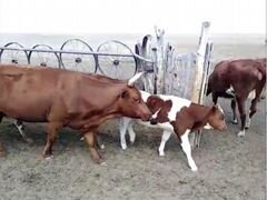 Коровы с телятами