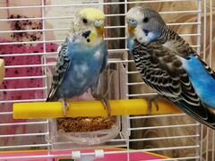 Волнистые попугайчики самец и самка