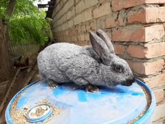 Кролики Полтавское Серебро