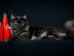 Вязка кот Мейн-кун (чёрный дым)