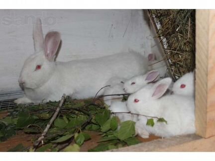 Крольчата разновозрастные