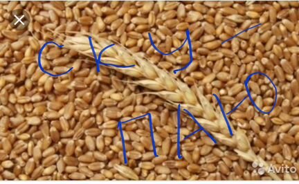 Зерно и зерноотходы