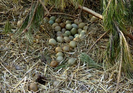 Инкубационное яйцо охотничьего фазана