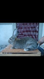Кролики и взрослый самец мясной породы Анкор