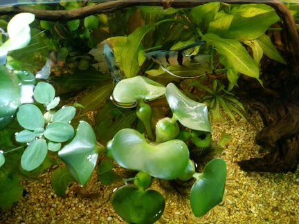 Растение эйхорния гиацинт