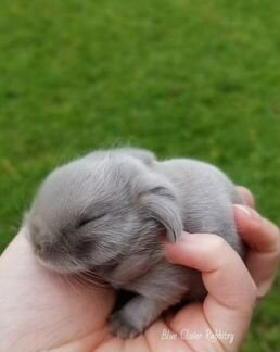 Маленькие кролики