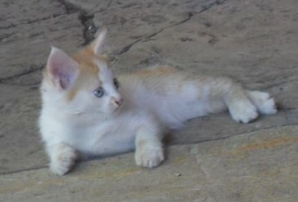 Котёнок-мальчик от тайской кошки-мышеловки в частн