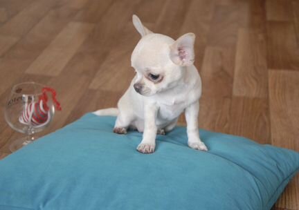 Чихуахуа самая маленькая собака