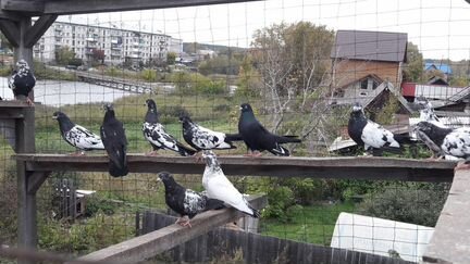Свердловские голуби в Тугулыме