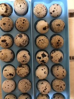 Яйца инкубационные и перепела
