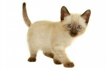 Тайский котёнок