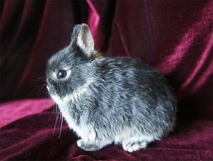 Потрясающе милый малыш карликового кролика мини