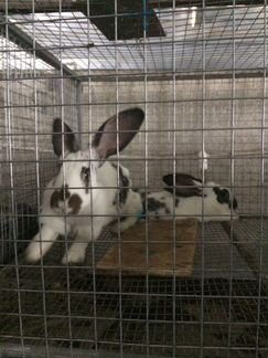 Продается ферма для выращивания кроликов