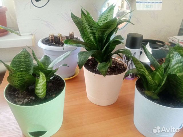 Сансевиерия ханни