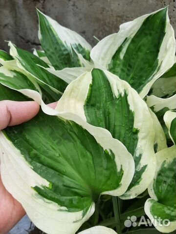 Хоста (Сортовые Хосты )