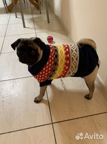 Одежда на собаку
