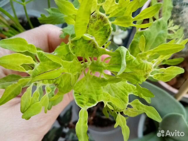 Комнатные цветы