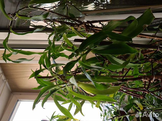 Золотой ус алое каланхое спатифиллум