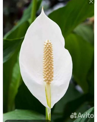 Комнатные цветы