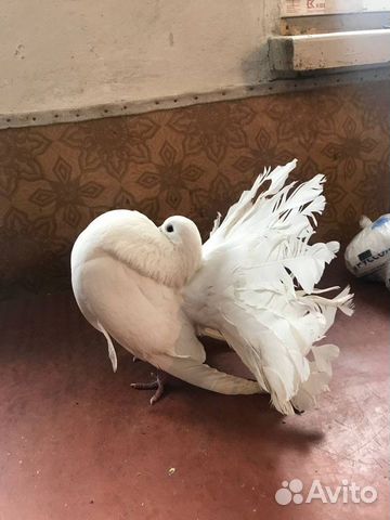 Голуби Павлины, Узбеки, Ленточные, Косматые