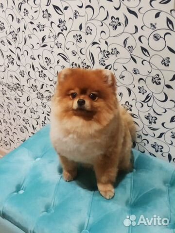 Шпиц вязка кобель