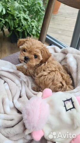 Мальтипу f1 mini