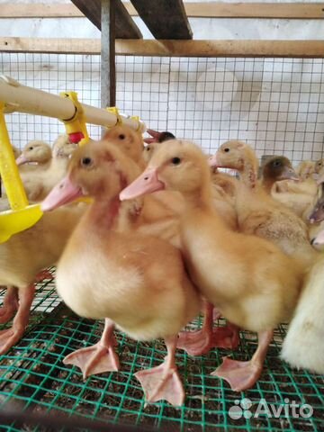 Утята подрощенные