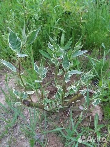 Редкие растения для сада