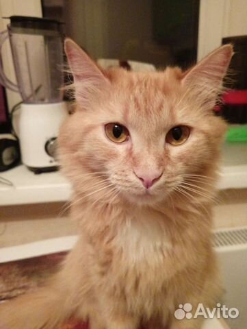 Передержка кошек