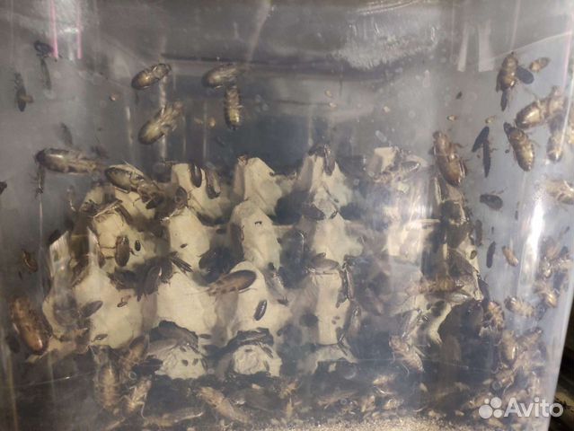 Мраморные тараканы