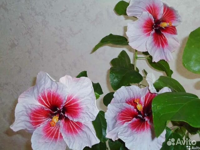 Гибискус сортовой
