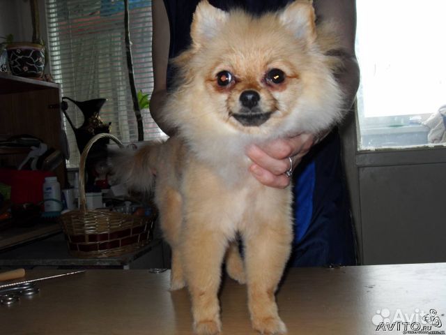 Стрижка собак и кошек