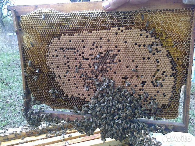 Пчелосемьи среднерусской породы купить на Зозу.ру - фотография № 4