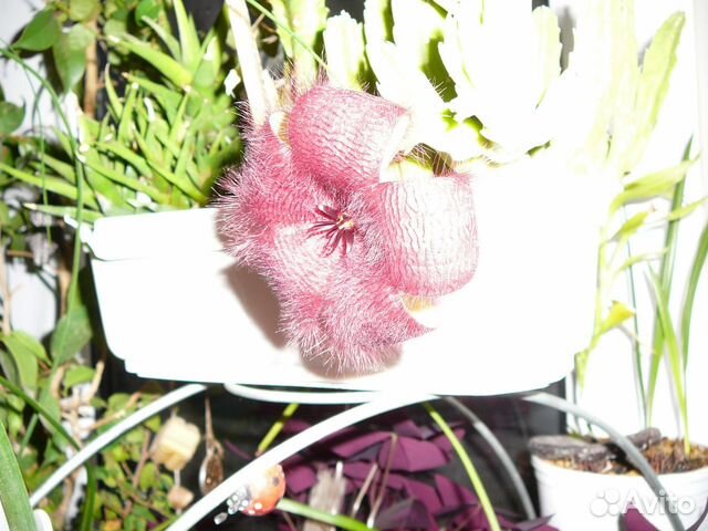 Комнатные растения Комнатные растения