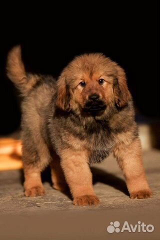 Умнейшая собака купить на Зозу.ру - фотография № 1