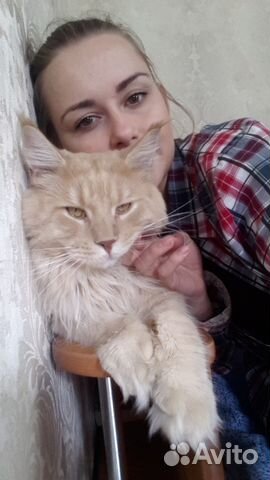 Вязка-Мэйн-кун.В активном поиске кошечки Вязка-Мэйн-кун.В активном поиске кошечки