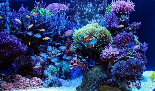 Морской аквариум 1600 литров купить на Зозу.ру - фотография № 2