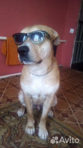 Профессиональная дрессировка собак