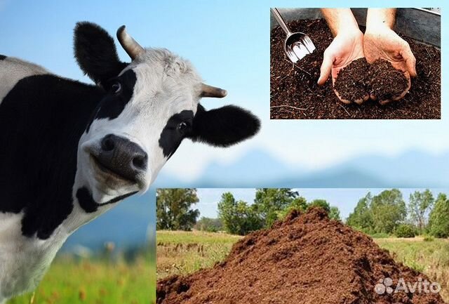 Коровяк- коровий навоз, лучшее удобрение для почвы