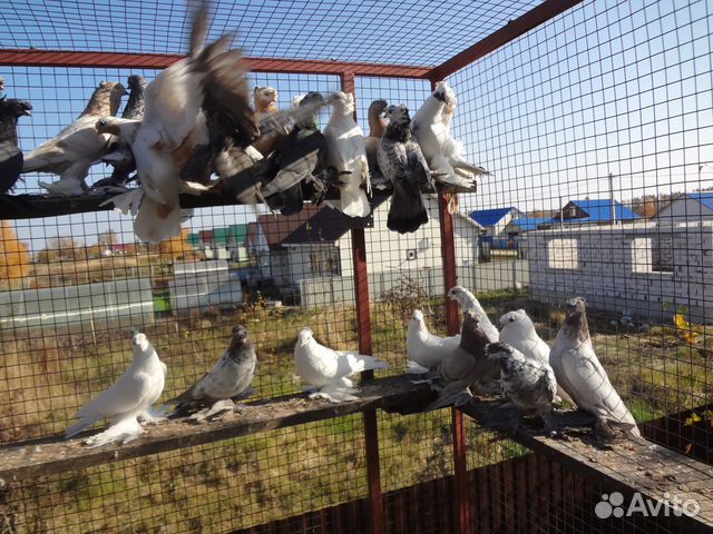 Узбекские бойные голуби купить на Зозу.ру - фотография № 7