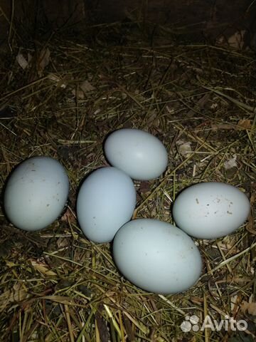 Ухейлюй,яйцо на инкубацию,петух на племя купить на Зозу.ру - фотография № 4